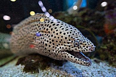 《沙丘：觉醒》全新预告 雄伟壮丽景色让人沉迷